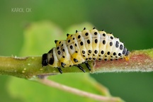 Chrysomela populi larvae (3)